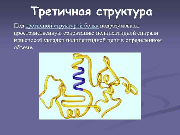 Третичная структура Под третичной структурой белка подразумевают пространственную ориентацию полипептидной спирали или способ укладки