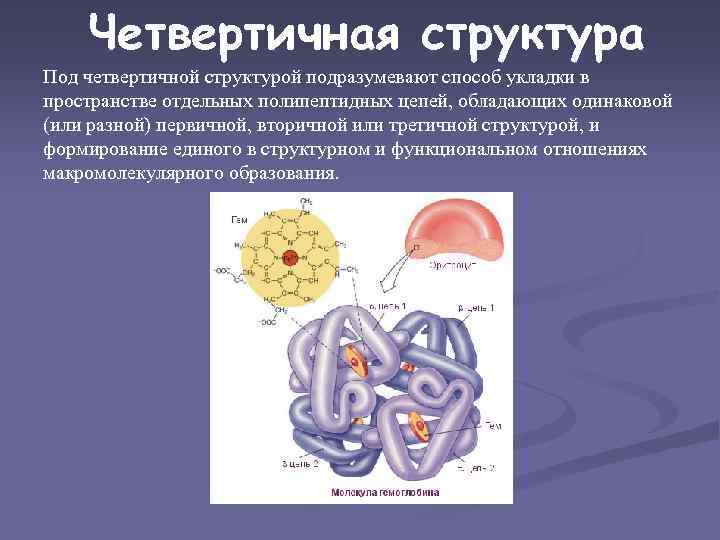 Четвертичная структура Под четвертичной структурой подразумевают способ укладки в пространстве отдельных полипептидных цепей, обладающих