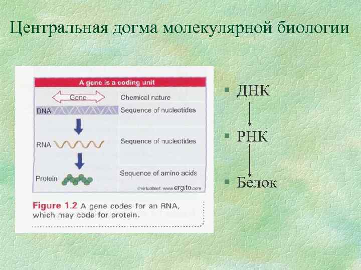 Центральная догма молекулярной биологии § ДНК § РНК § Белок 