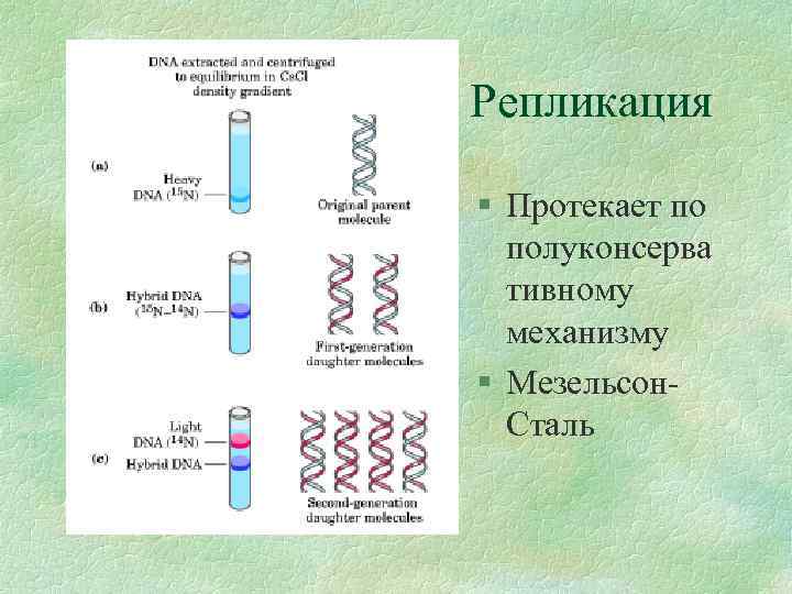 Репликация § Протекает по полуконсерва тивному механизму § Мезельсон. Сталь 