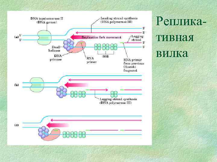 Репликативная вилка 