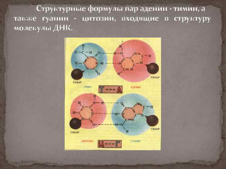 Структурные формулы пар аденин - тимин, а также гуанин - цитозин, входящие в структуру