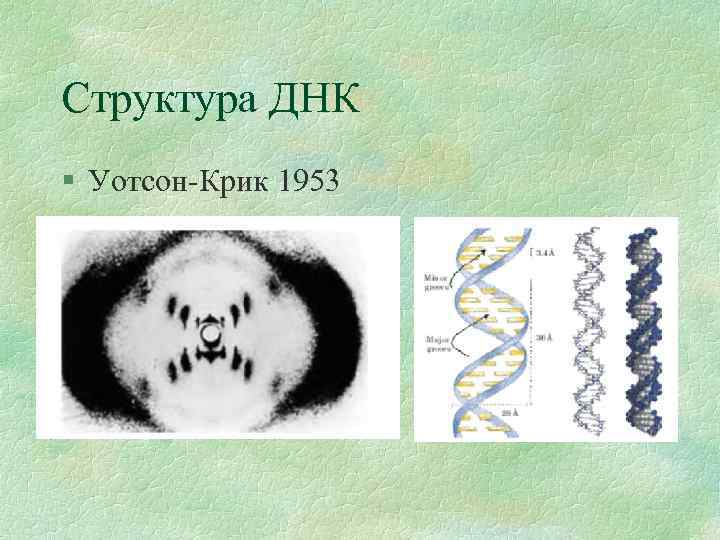 Структура ДНК § Уотсон-Крик 1953 