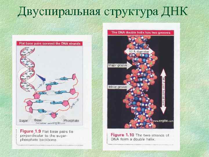 Двуспиральная структура ДНК 