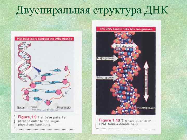 Двухцепочечная днк. Строение двухцепочечной ДНК. Структура двухцепочечной молекулы ДНК. Двуспиральной структуры ДНК. ДНК это двухцепочная молекула.