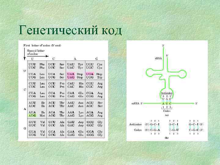Генетический код 