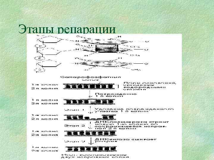 Этапы репарации 