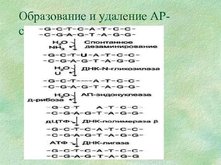 Образование и удаление АРсайтов 