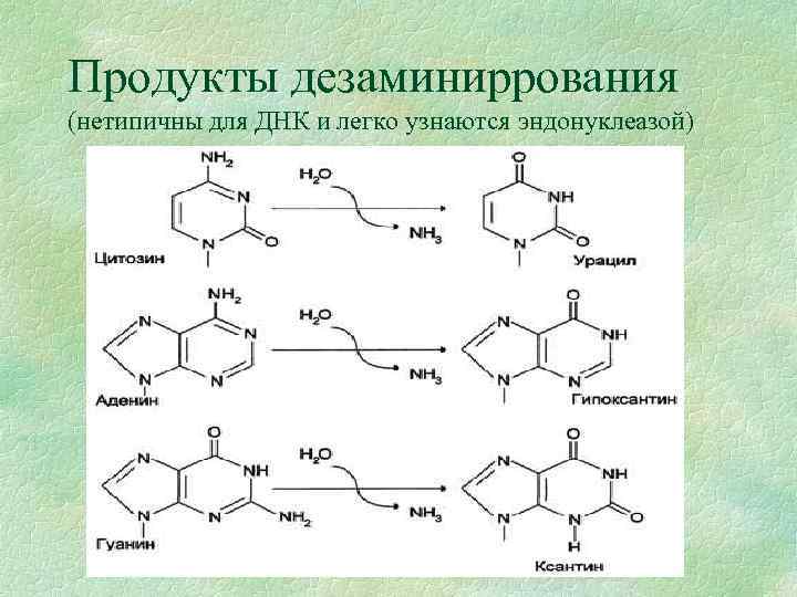 Продукты дезаминиррования (нетипичны для ДНК и легко узнаются эндонуклеазой) 