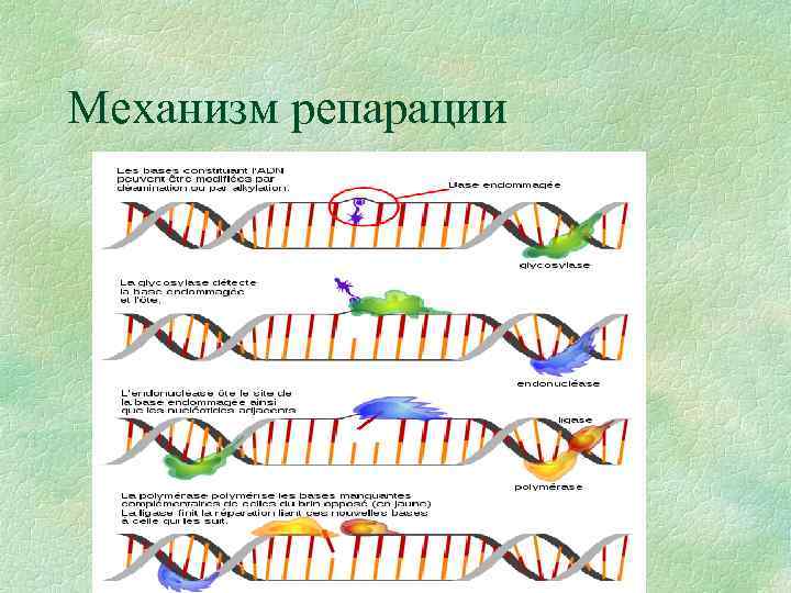 Механизм репарации 