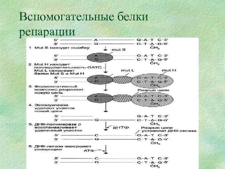 Вспомогательные белки репарации 