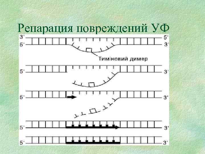 Репарация. Прямая репарация ДНК схема. Репарация ДНК схема биохимия. Репарация повреждений. Прямая репарация ДНК.