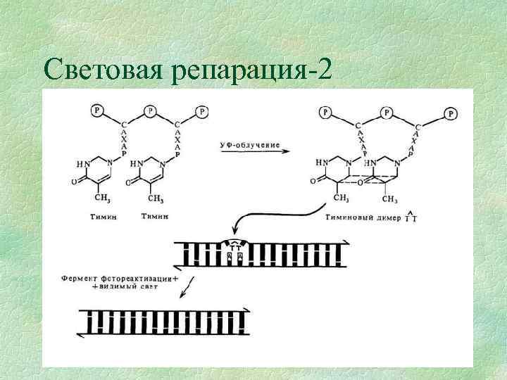 Световая репарация-2 