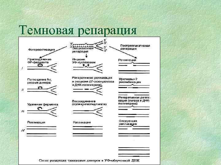 Темновая репарация 