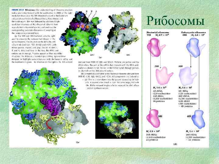 Рибосомы 