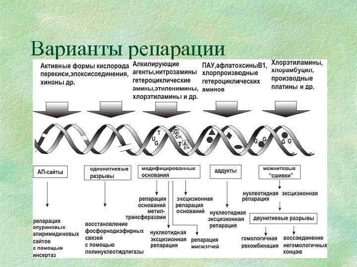 Варианты репарации 