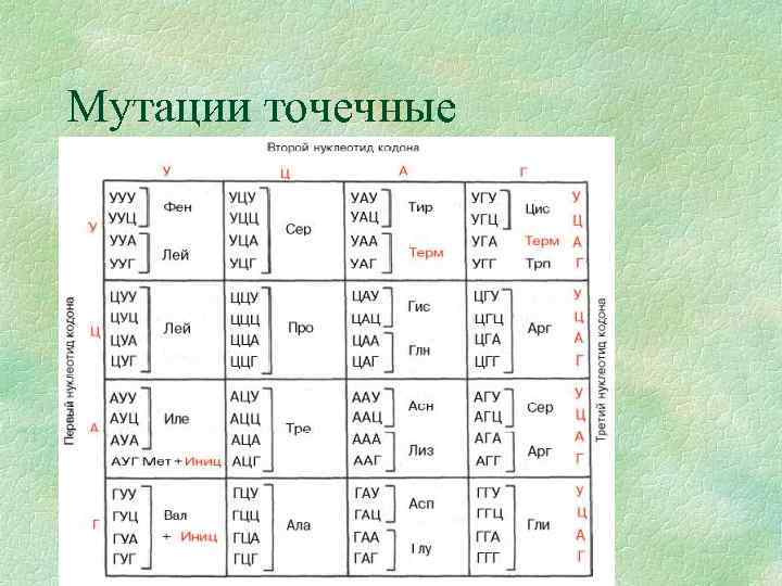 Мутации точечные 