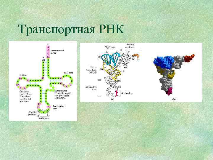 Транспортная РНК 