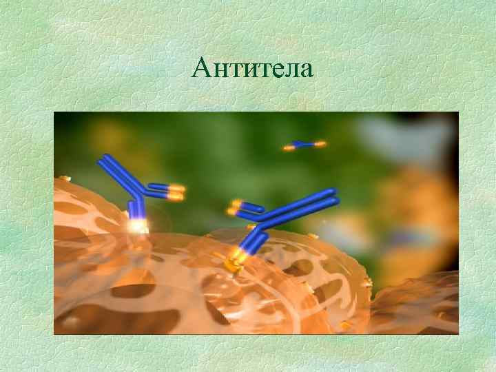 Антитела 