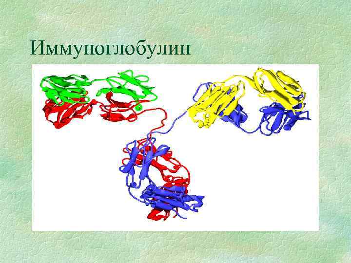 Иммуноглобулин 