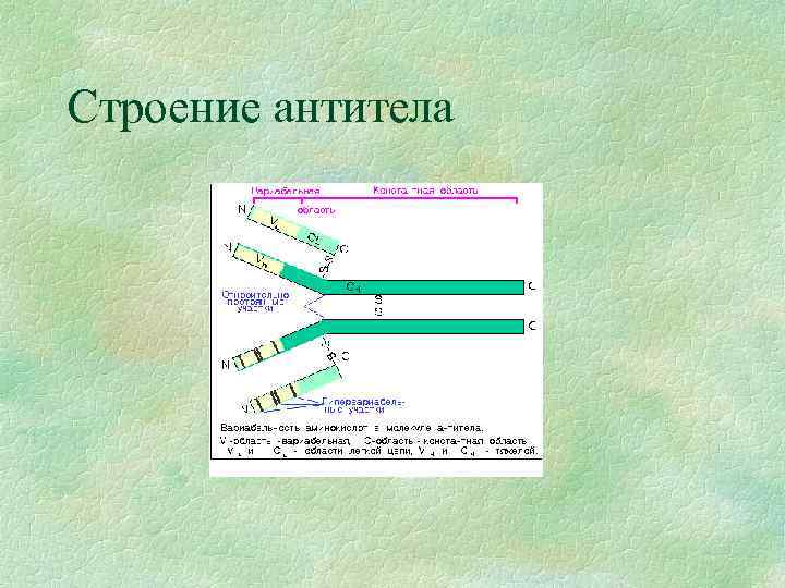 Строение антитела 