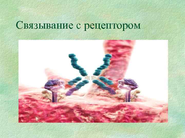 Связывание с рецептором 