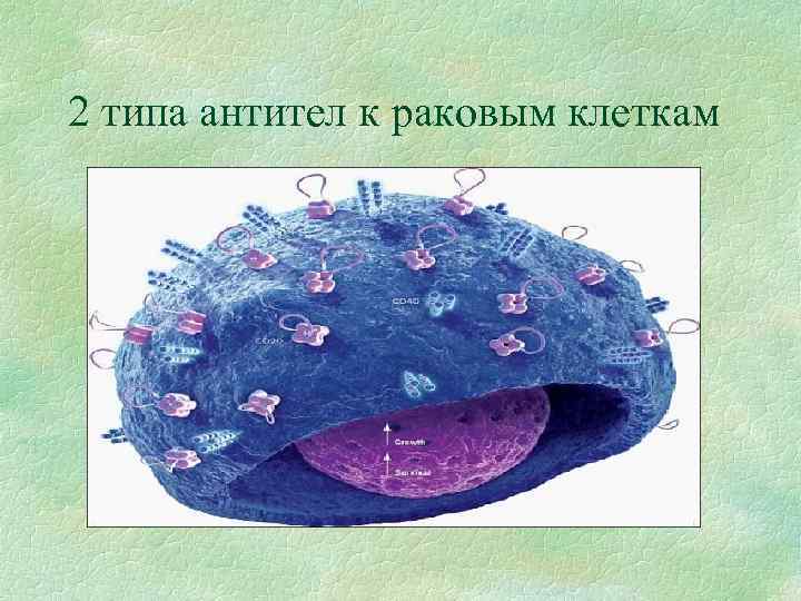 2 типа антител к раковым клеткам 