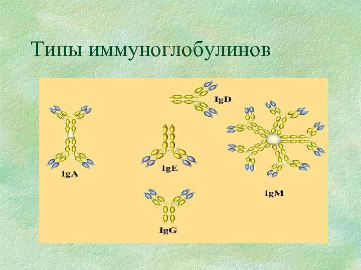 Типы иммуноглобулинов 