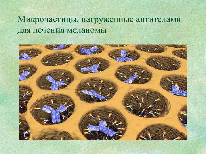 Микрочастицы, нагруженные антителами для лечения меланомы 