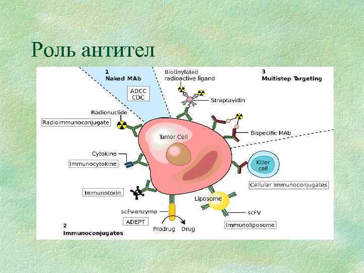 Роль антител 