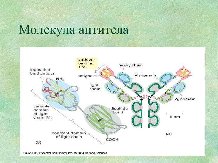 Молекула антитела 