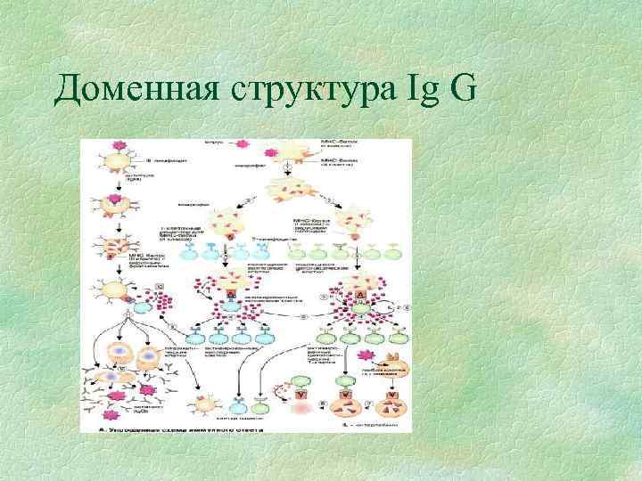 Доменная структура Ig G 