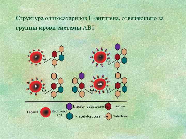 Структура олигосахаридов H-антигена, отвечающего за группы крови системы АВ 0 