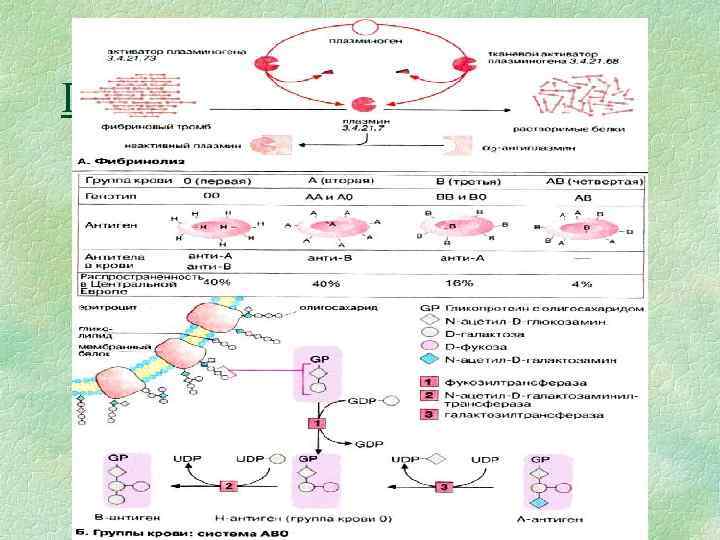 Группы крови: система АВ 0 