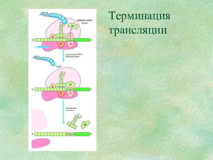 Терминация трансляции 