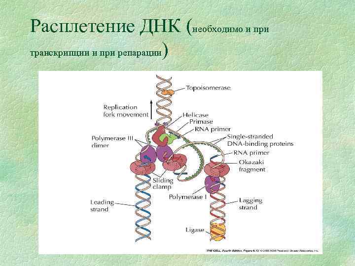 Расплетение ДНК (необходимо и при транскрипции и при репарации) 