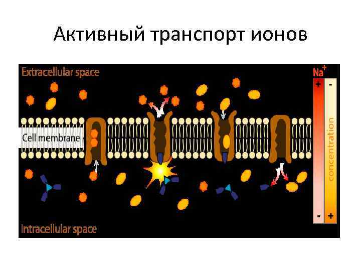 Транспорт ионов. Пассивный и активный транспорт ионов. Активный транспорт. Активный транспорт ионы. Активный транспорт ионов осуществляется за счет.