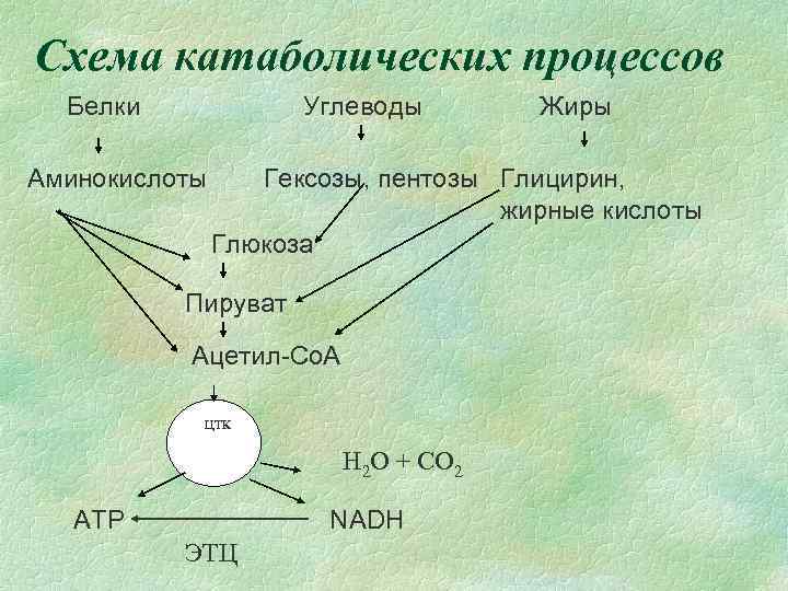 Cхема катаболических процессов Белки Углеводы Аминокислоты Жиры Гексозы, пентозы Глицирин, жирные кислоты Глюкоза Пируват