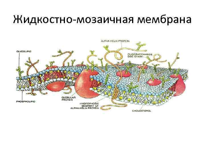 Жидкостно-мозаичная мембрана 