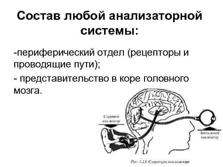 Состав любой анализаторной системы: -периферический отдел (рецепторы и проводящие пути); - представительство в коре