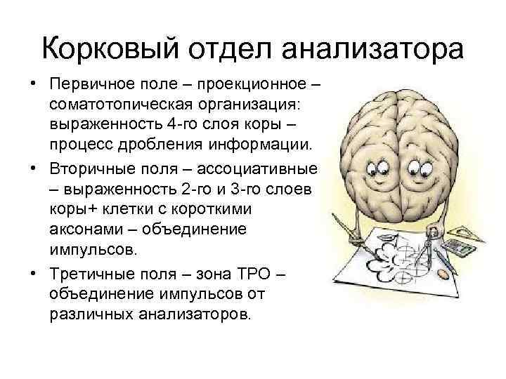 Корковый отдел анализатора • Первичное поле – проекционное – соматотопическая организация: выраженность 4 -го