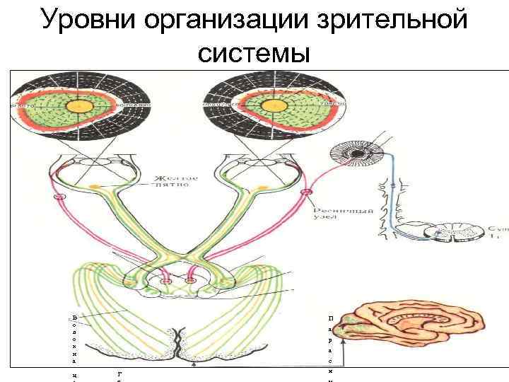 Уровни организации зрительной системы В о л о к н а ц П а