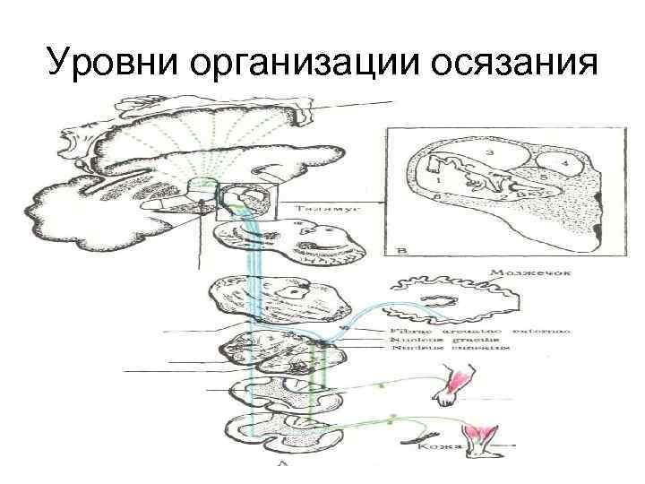 Уровни организации осязания 