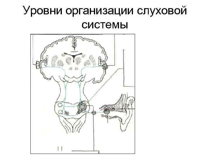 Уровни организации слуховой системы 