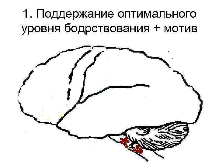 1. Поддержание оптимального уровня бодрствования + мотив 