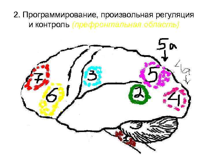 2. Программирование, произвольная регуляция и контроль (префронтальная область) 