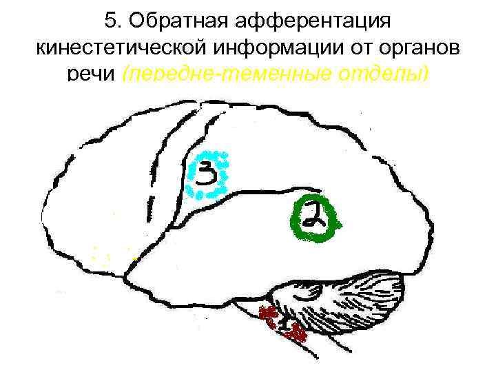 5. Обратная афферентация кинестетической информации от органов речи (передне-теменные отделы) 