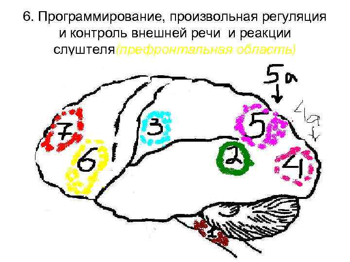 6. Программирование, произвольная регуляция и контроль внешней речи и реакции слуштеля(префронтальная область) 