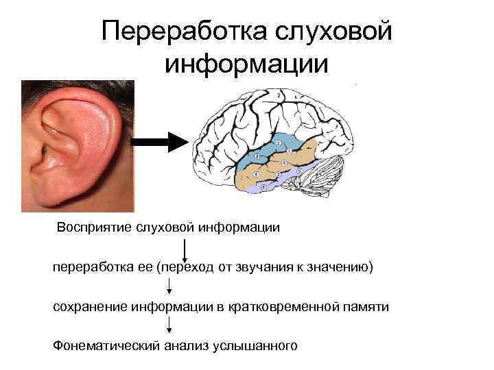 Система слухового восприятия