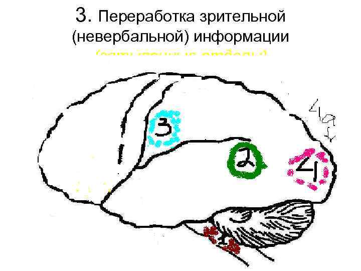 3. Переработка зрительной (невербальной) информации (затылочные отделы) 